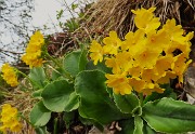 25 Primula auricula-Orecchia d'orso